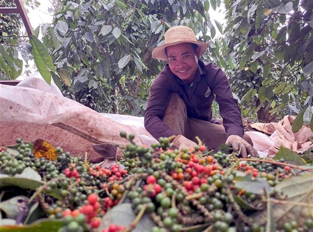 Pepper industry holds firm amid global supply crunch
