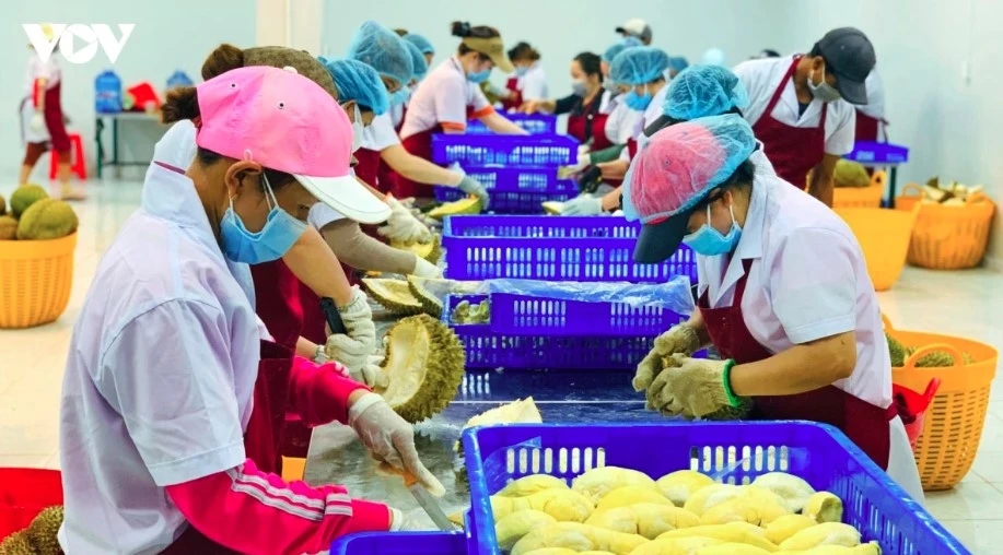 Agro-forestry-fisheries exports rise over 9% in five months