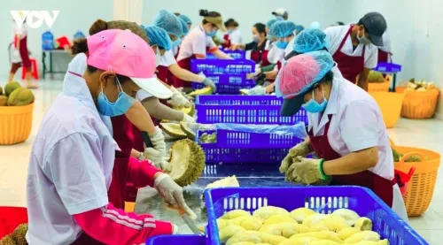 Agro-forestry-fisheries exports rise over 9% in five months