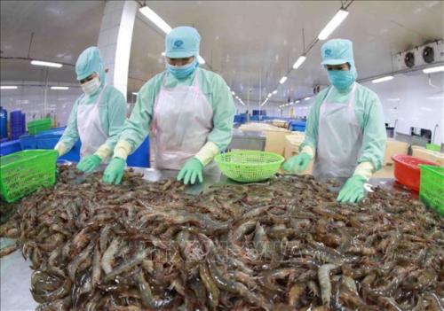 Shrimp and pangasius exports see double-digit growth amid mounting pressure