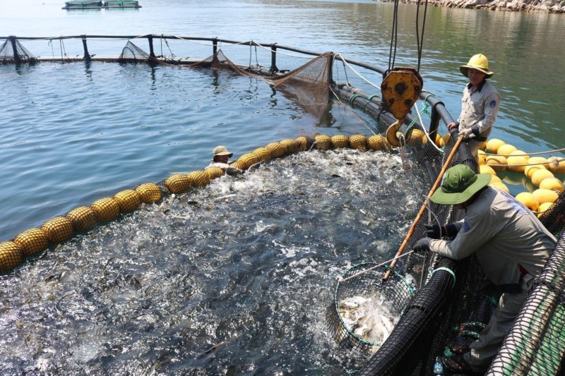 Fisheries sector grows over 4.8%, driven by high-tech aquaculture