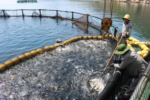 Fisheries sector grows over 4.8%, driven by high-tech aquaculture