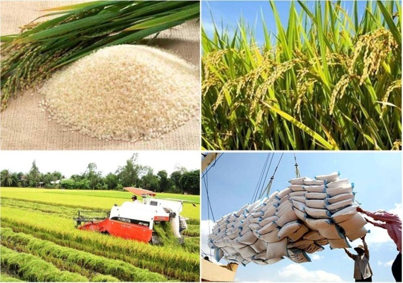 Vietnam's rice exports earn $2.38bln in 6M