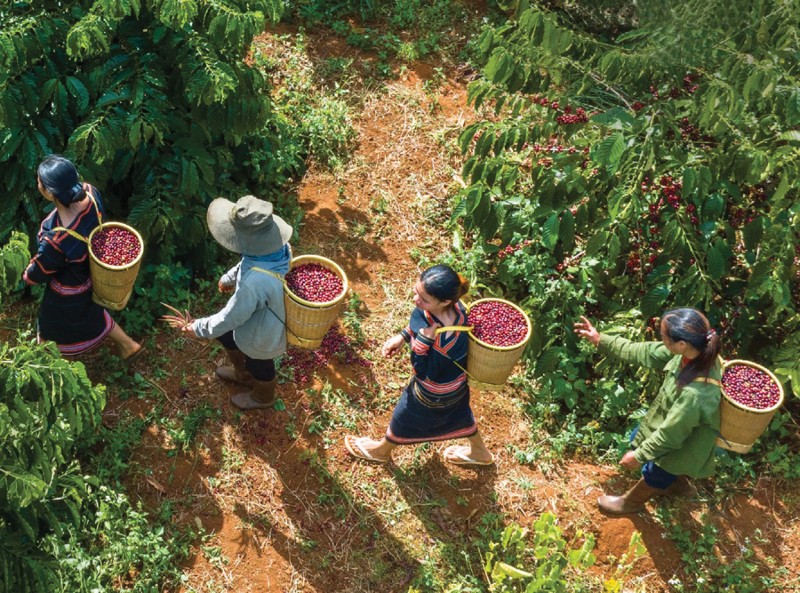 Vietnamese coffee exporters to comply with EUDR