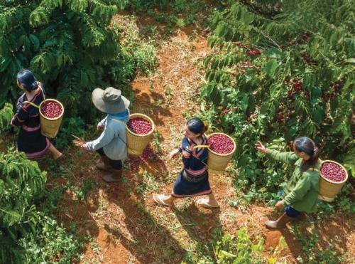 Vietnamese coffee exporters to comply with EUDR