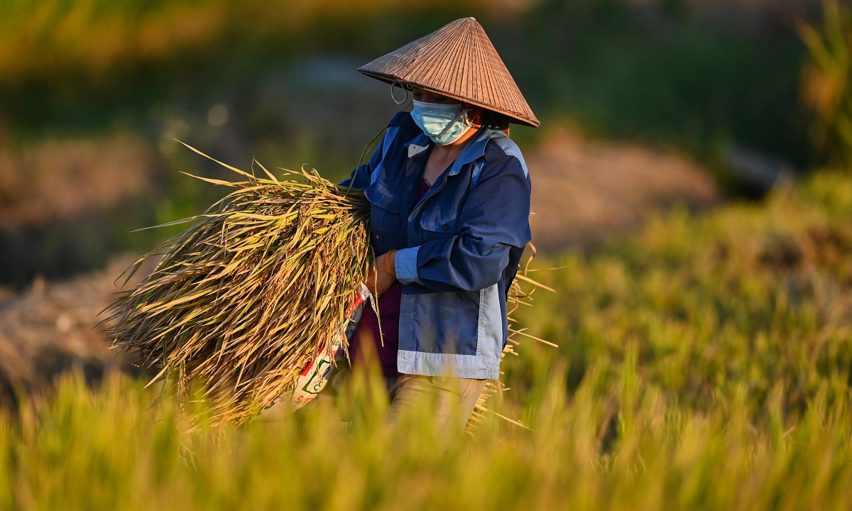 Rice exports reach $2.91B in eight months