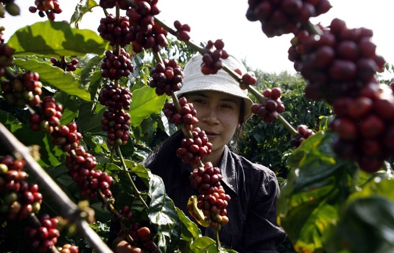 Vietnamese Robusta: shifting from quantity to quality to unlock value