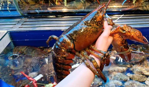 Canadian seafood imports surge 40% as lobster, snow crab gain favor in Vietnam
