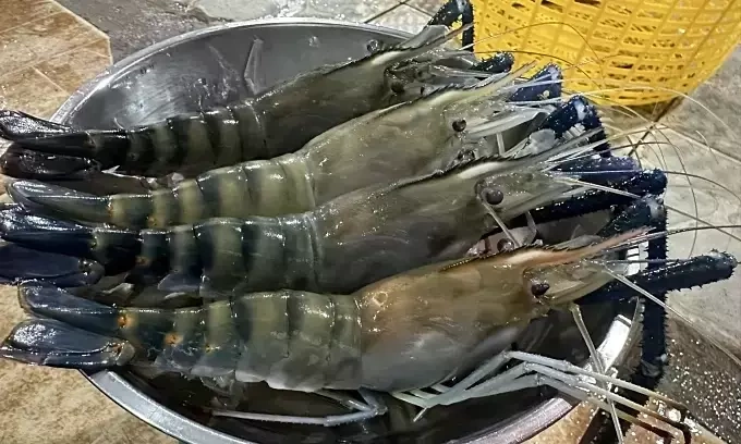 Shrimp exports rise to $3.3B in 8 months